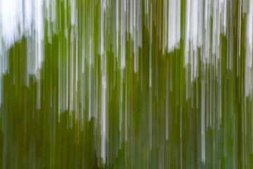 Green bamboo background