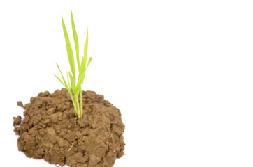the green paddy plant seedlings isolated on white background.