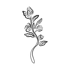 Vector Botanical illustration of a plant branch. Hand-drawn flower in black and white with a fine brush.For registration of invitations, organic products, advertising of farm products