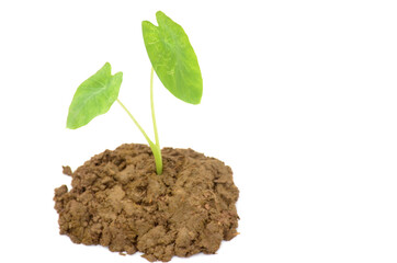 the green arabic plant seedlings isolated on white background.