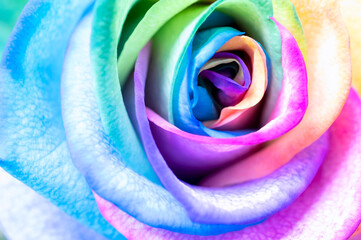 Fototapeta na wymiar Rainbow colored roses extreme close-up