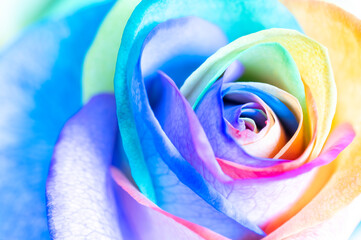 Fototapeta na wymiar Rainbow colored roses extreme close-up