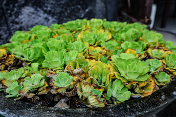 Close image of green Pistia plants