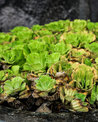 Close image of green Pistia plants