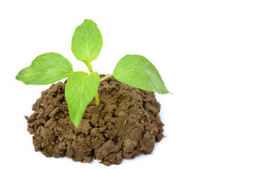 the green mint plant seedlings isolated on white background.