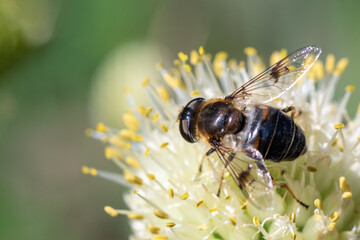 Macro photo of a bee pollinating and collecting nectar on a white flower, copy space selective focus top view