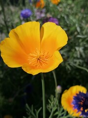 Fototapeta premium Yellow Flower