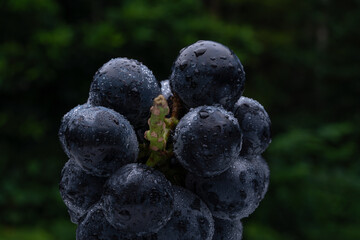 Photographed large grapes against the backdrop of the forest.