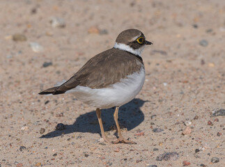 Small pup, its nest and eggs.