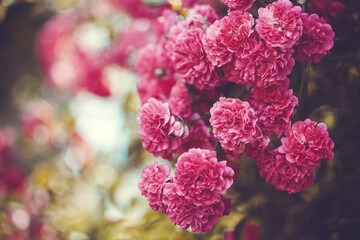 beautiful blooming garden pink roses in a summer garden