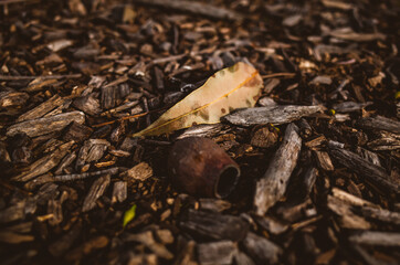 Leaf and gum nut on the ground