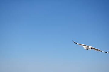 The seagulls on air above the sea water surface view horizon at Samutprakan, Thailand