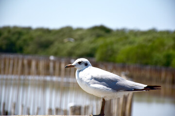 Obraz premium Seagull portrait against sea shore. Close up view of bird seagull sitting on the edge of the bridge at Bangpu Recreation Center, Samut Prakan, Thailand
