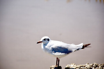 Seagull portrait against sea shore. Close up view of bird seagull sitting on the edge of the bridge at Bangpu Recreation Center, Samut Prakan, Thailand