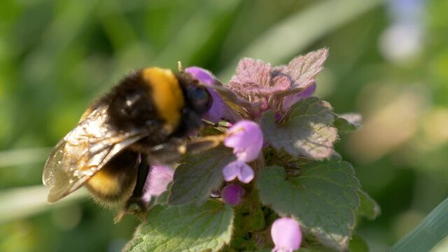 Bumblebee collecting nectar on a pink flower in a meadow. Selective focus shot with shallow depth of field.
