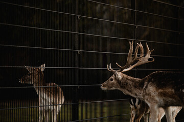 A deer with big antlers looking at deer on the other side of a fence in the dark