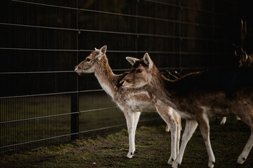 Deer looking at a fence in the dark