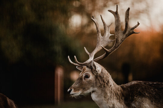 A close-up of a deer with big antlers in the evening sun