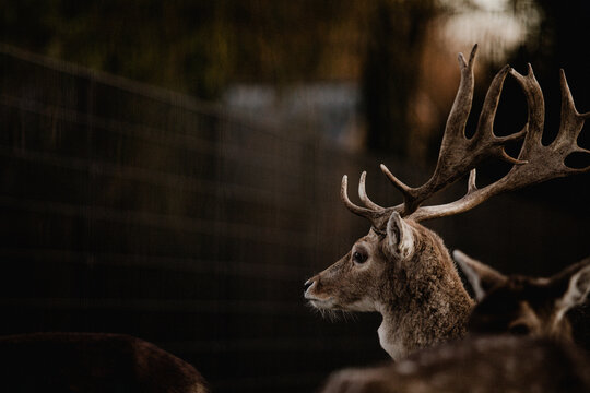 A deer with big antlers looking at a fence in the dark