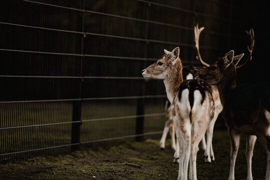 Deer in the dark looking at a fence