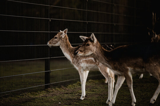 Deer looking at a fence in the dark