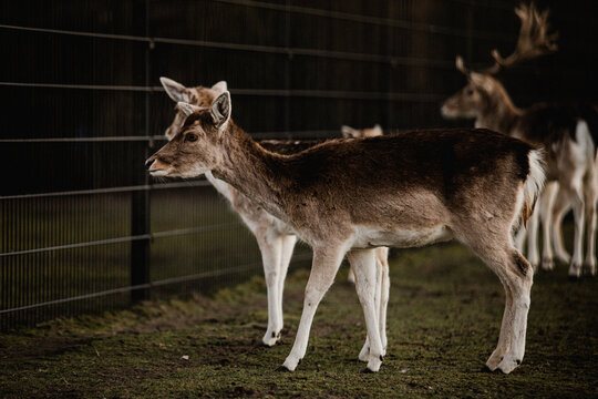 Deer looking at a fence in the dark