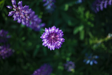 Lupinus field with pink purple, blue and violet flowers. Lupinus meadow.  Top view.