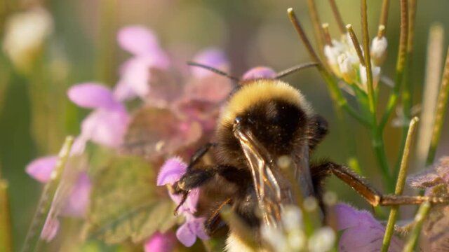Bumblebee collecting nectar on a pink flower in a meadow. Selective focus shot with shallow depth of field.