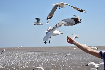 hand of traveler giving food for seagulls flying over sea at Bangpu Recreation Center in Samutprakan, Thailand.