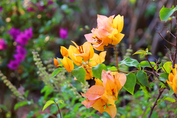 Fototapeta premium pleasant yellow Bougainvillea plant flowers also called as paper flowers which also works well as wallpapers and backgrounds 