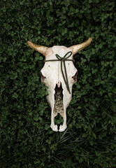 Cow skull in green grass