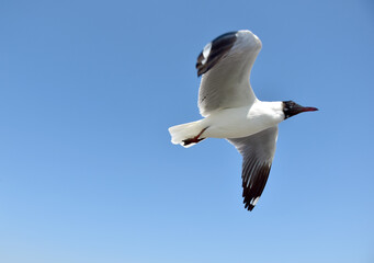 The seagulls on air above the sea water surface view horizon at Samutprakan, Thailand