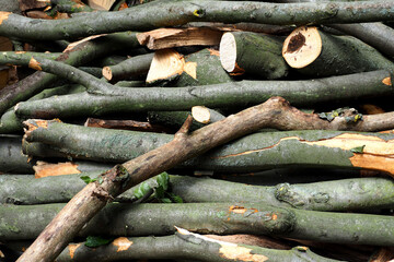 fresh cut thick branches of trees are stacked horizontally .texture of wood branches