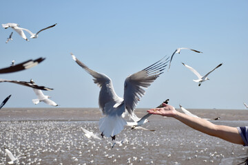 hand of traveler giving food for seagulls flying over sea at Bangpu Recreation Center in Samutprakan, Thailand.