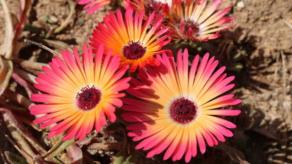 yellow and red flower