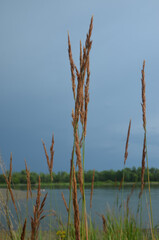 Riverbank. July grass. Hot day. Summer. Water.