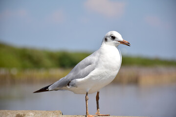 Seagull portrait against sea shore. Close up view of bird seagull sitting on the edge of the bridge at Bangpu Recreation Center, Samut Prakan, Thailand