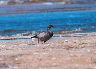 The geese is black and the geese are white-cheeked.