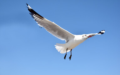 The seagulls on air above the sea water surface view horizon at Samutprakan, Thailand