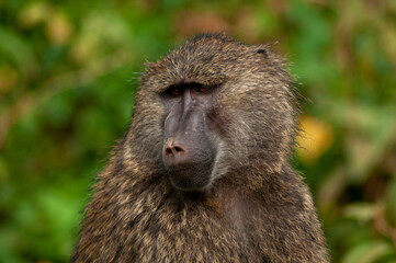 baboon sitting on the ground