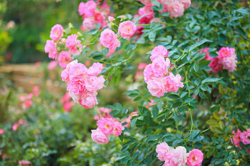 Beautiful pink roses flower in the garden