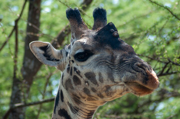 portrait of a giraffe