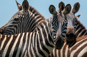 zebra close up