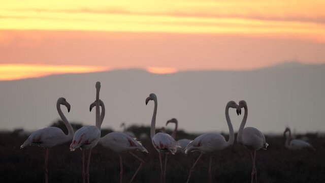 Pink Flamingos showing off their wings during courtship. flamingos are walking in the river at sunset 4k.flamingo group feeds 
