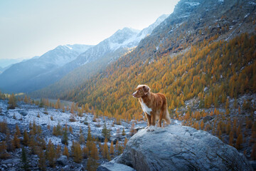 dog in the mountains. Nova Scotia Duck Tolling Retriever on peak of rocks at sunset. . Hiking with...
