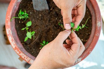 Gardening at home. Replanting green chillies in home balcony garden. Potted green plants at home,