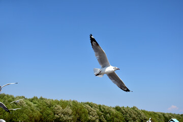 The seagulls on air above the sea water surface view horizon at Samutprakan, Thailand