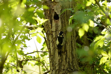 Fototapeta premium woodpecker in the forest