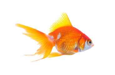 Beautiful bright small goldfish isolated on white