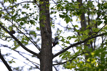 Obraz premium woodpecker in the forest